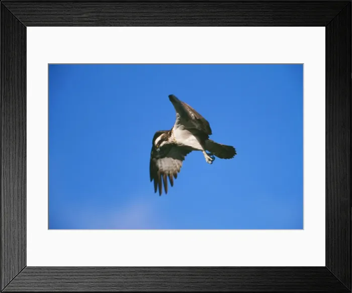 Framed Print : Osprey CK 3816 In flight Pandion haliaetus © Chris Knights / ARDEA LONDON Framed Print : Osprey CK 3816 In flight Pandion haliaetus © Chris Knights / ARDEA LONDON