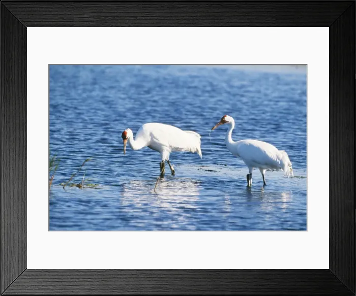 Framed Print : Whooping Crane CK 3839 Grus americana © Chris Knights / ARDEA LONDON Framed Print : Whooping Crane CK 3839 Grus americana © Chris Knights / ARDEA LONDON