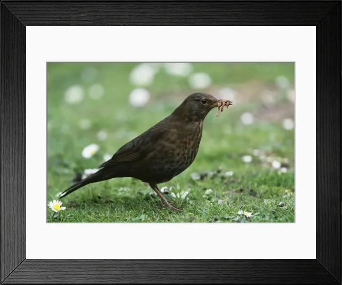 Framed Print : Blackbird CK 3844 Turdus merula © Chris Knights ARDEA LONDON Framed Print : Blackbird CK 3844 Turdus merula © Chris Knights ARDEA LONDON