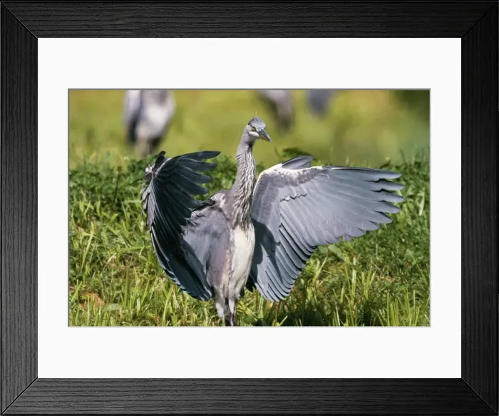 Framed Print : Grey Heron CK 3875 Immature, Wings out. Ardea cinerea © Chris Knights / ARDEA LONDON Framed Print : Grey Heron CK 3875 Immature, Wings out. Ardea cinerea © Chris Knights / ARDEA LONDON