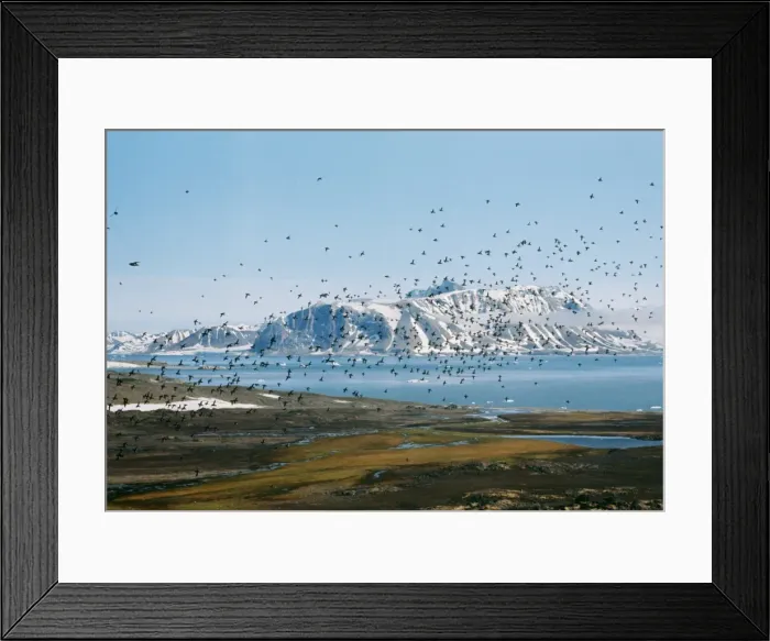 Framed Print : Little Auk CK 395 Flock in flight - Spitzbergen Platus alle © Chris Knights / ARDEA LONDON Framed Print : Little Auk CK 395 Flock in flight - Spitzbergen Platus alle © Chris Knights / ARDEA LONDON