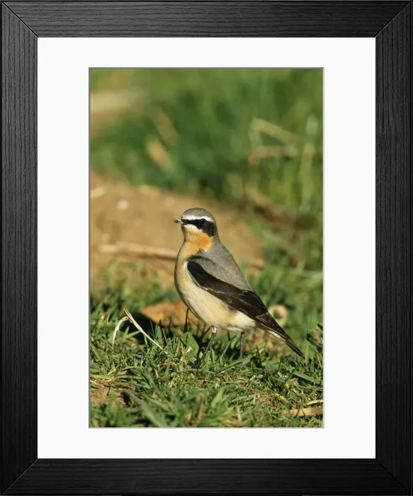 Framed Print : Wheatear CK 4014 Oenanthe oenanthe © Chris Knights / ARDEA LONDON Framed Print : Wheatear CK 4014 Oenanthe oenanthe © Chris Knights / ARDEA LONDON