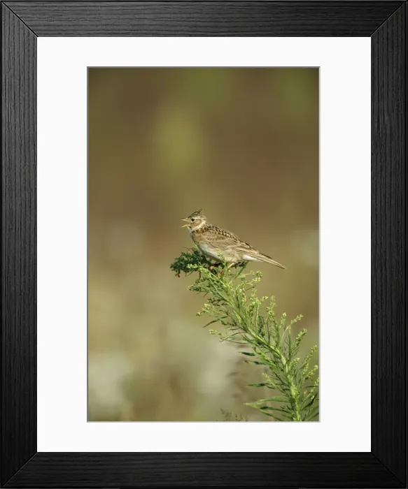 Framed Print : Skylark CK 4030 Singing Alauda arvensis © Chris Knights / ARDEA LONDON Framed Print : Skylark CK 4030 Singing Alauda arvensis © Chris Knights / ARDEA LONDON
