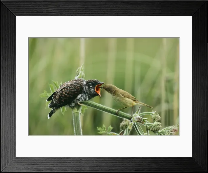Framed Print : Cuckoo CK 4039 Fledgling being fed by Reed Warbler Cuculus sp. © Chris Knights / ARDEA LONDON Framed Print : Cuckoo CK 4039 Fledgling being fed by Reed Warbler Cuculus sp. © Chris Knights / ARDEA LONDON