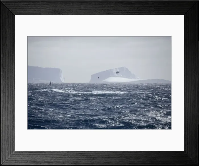 Framed Print : Icebergs - Petrels flying past. Antarctic, October Framed Print : Icebergs - Petrels flying past. Antarctic, October
