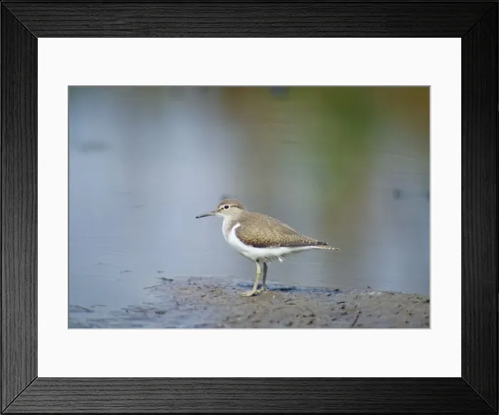 Framed Print : Common Sandpiper Tringa hypdeucos © Chris Knights / ARDEA LONDON Framed Print : Common Sandpiper Tringa hypdeucos © Chris Knights / ARDEA LONDON