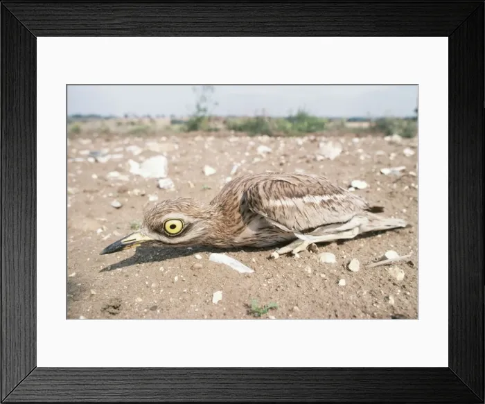 Framed Print : Stone Curlew CK 678 Burhinus oedicnemus © C R Knights ARDEA LONDON Framed Print : Stone Curlew CK 678 Burhinus oedicnemus © C R Knights ARDEA LONDON