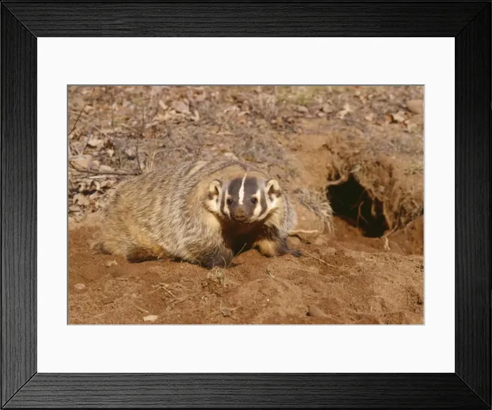 Framed Print : American Badger - and freshly dug burrow Framed Print : American Badger - and freshly dug burrow