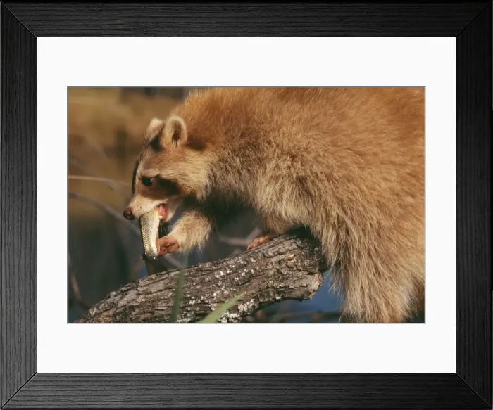 Framed Print : Racoon CLA 35 With fish. Unsual reddish colour. Procyon lotor © Mary Clay / ARDEA LONDON Framed Print : Racoon CLA 35 With fish. Unsual reddish colour. Procyon lotor © Mary Clay / ARDEA LONDON