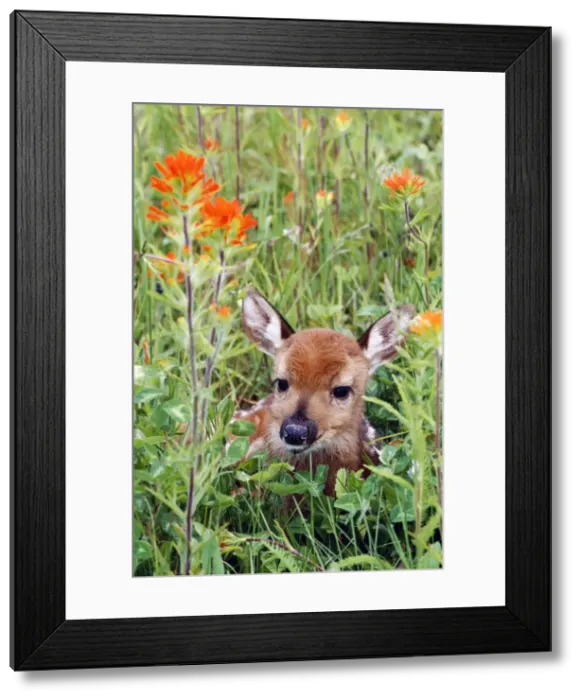 Framed Print : White-Tailed Deer CLA 410 Fawn in wild flowers and grass Odocoileus virginianus © Mary Clay / ARDEA LONDON Framed Print : White-Tailed Deer CLA 410 Fawn in wild flowers and grass Odocoileus virginianus © Mary Clay / ARDEA LONDON