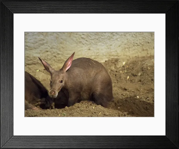 Framed Print : Aardvark - in sand wallow Africa Framed Print : Aardvark - in sand wallow Africa