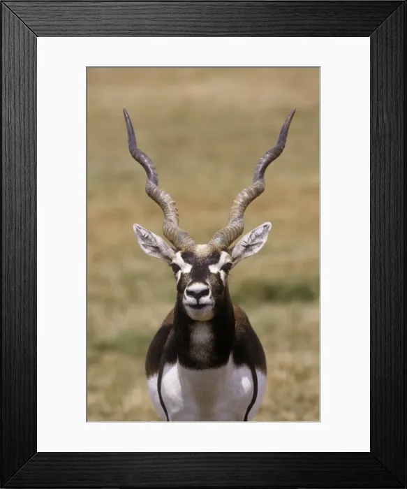 Framed Print : Blackbuck - male Framed Print : Blackbuck - male