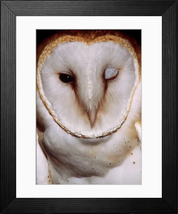 Framed Print : Barn Owl CLA 459 “Winking” Colorado USA. Tyto alba © Mary Clay / ARDEA LONDON Framed Print : Barn Owl CLA 459 “Winking” Colorado USA. Tyto alba © Mary Clay / ARDEA LONDON