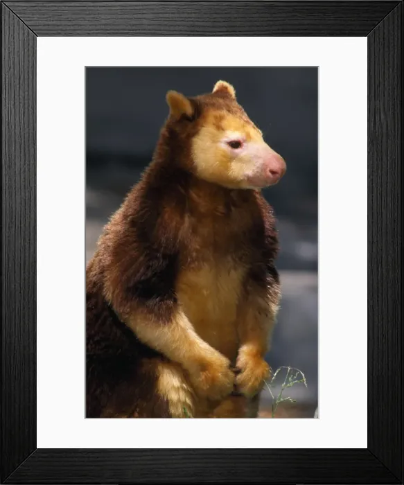 Framed Print : Matschei's Tree Kangaroo New Guinea Framed Print : Matschei's Tree Kangaroo New Guinea