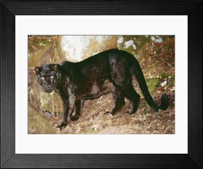 Framed Print : Black Leopard CLA 537 Panthera pardus © Mary Clay / ARDEA LONDON Framed Print : Black Leopard CLA 537 Panthera pardus © Mary Clay / ARDEA LONDON