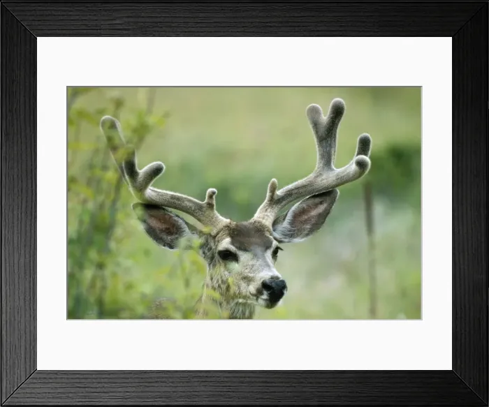 Framed Print : Mule Deer - buck in velvet National Bison Range Montana, USA Framed Print : Mule Deer - buck in velvet National Bison Range Montana, USA