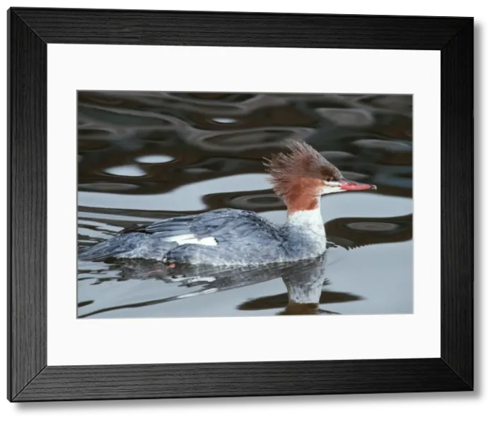 Framed Print : Red-Breasted Merganser Duck CLA 549 Female, Wild, Colorado Mergus serrator © Mary Clay / ARDEA LONDON Framed Print : Red-Breasted Merganser Duck CLA 549 Female, Wild, Colorado Mergus serrator © Mary Clay / ARDEA LONDON