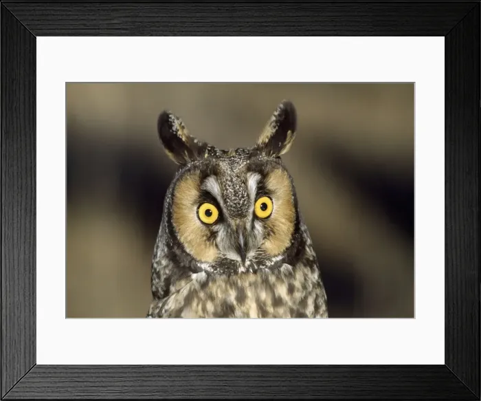 Framed Print : Long-eared Owl Northern Colorado, USA Framed Print : Long-eared Owl Northern Colorado, USA