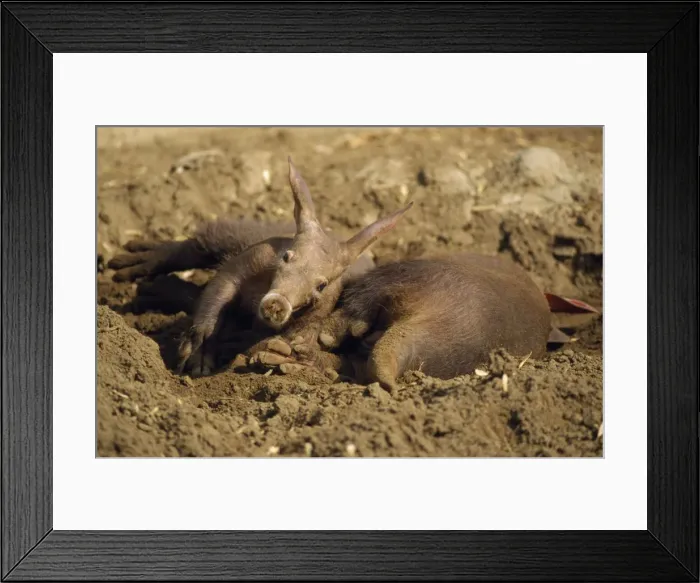 Framed Print : Aardvark - young & mother in sand wallow Africa