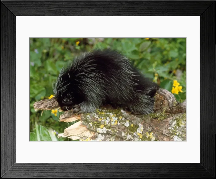 Framed Print : Porcupine - baby north eastern U. S. A Framed Print : Porcupine - baby north eastern U. S. A