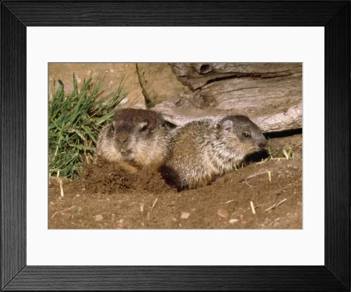 Framed Print : Woodchuck - mother & young exiting burrow Framed Print : Woodchuck - mother & young exiting burrow