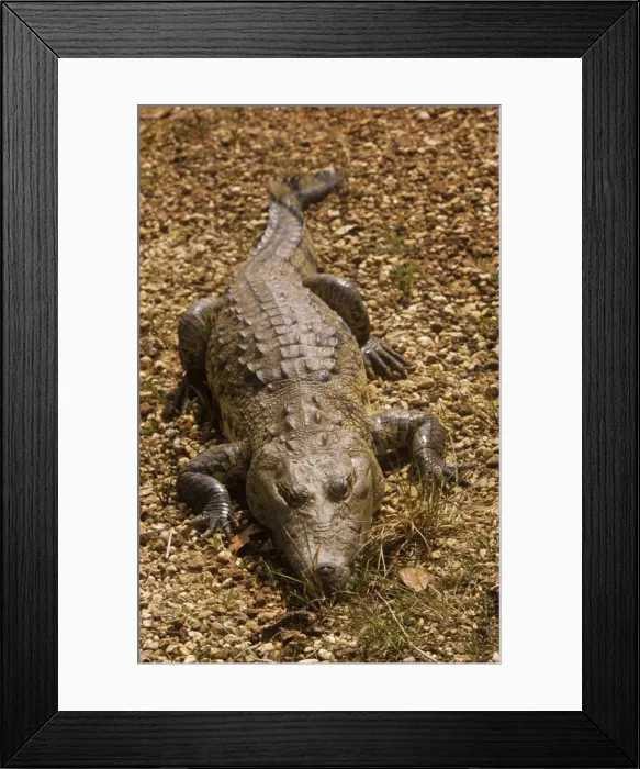 Framed Print : Morelet's / Belize Crocodile - resting Framed Print : Morelet's / Belize Crocodile - resting