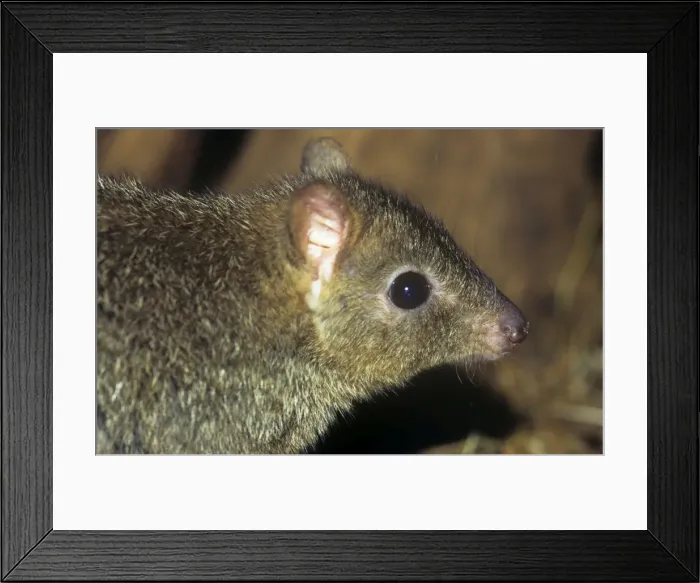Framed Print : Brush-tailed bettong. Also known as: Brush-tailed rat kangaroo and woylie Framed Print : Brush-tailed bettong. Also known as: Brush-tailed rat kangaroo and woylie