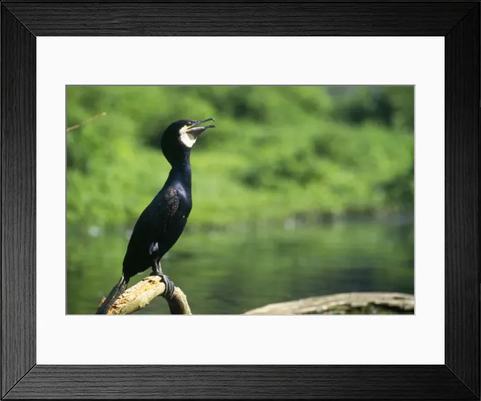 Framed Print : Cormorant. CMB-319. CORMORANT - on branch, beak open Framed Print : Cormorant. CMB-319. CORMORANT - on branch, beak open