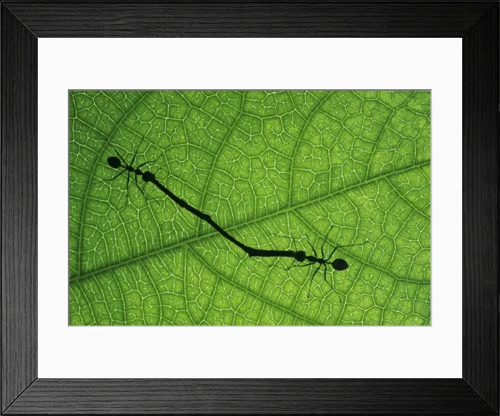 Framed Print : Working Ant CMB 486 Captive, Sinapore Oacophylla sp. © Chris Martin Bahr / ARDEA LONDON Framed Print : Working Ant CMB 486 Captive, Sinapore Oacophylla sp. © Chris Martin Bahr / ARDEA LONDON