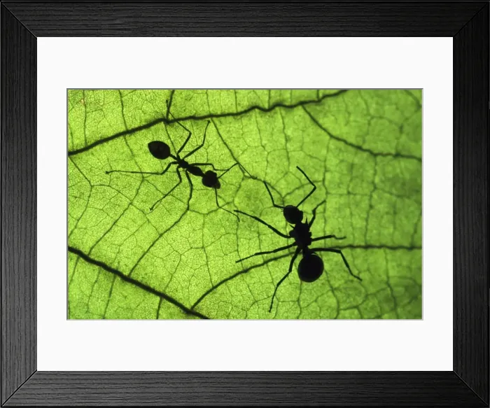Framed Print : Polyrachis Ant - with larger body on the right & the smaller Tropical Ant (Oecophlla sp. ) on the left. Malaysian Archipelago, Philippines, Kalimantan Framed Print : Polyrachis Ant - with larger body on the right & the smaller Tropical Ant (Oecophlla sp. ) on the left. Malaysian Archipelago, Philippines, Kalimantan