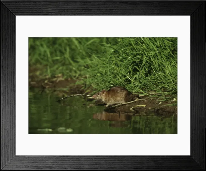 Framed Print : Brown Rat CMB 498 July, Germany Rattus norvegicus © Chris Martin Bahr / ARDEA LONDON Framed Print : Brown Rat CMB 498 July, Germany Rattus norvegicus © Chris Martin Bahr / ARDEA LONDON