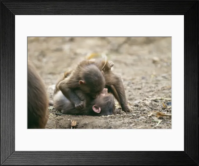 Framed Print : Hamadryas Baboon CMB 531 Play fighting Comopithecus hamadryas © Chris Martin Bahr / ARDEA LONDON Framed Print : Hamadryas Baboon CMB 531 Play fighting Comopithecus hamadryas © Chris Martin Bahr / ARDEA LONDON