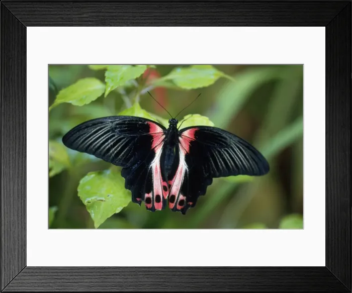 Framed Print : Scarlet Swallowtail Butterfly