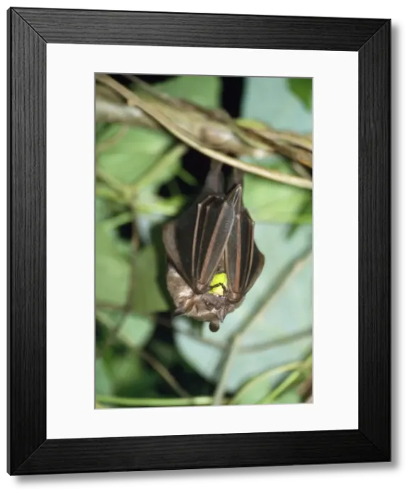 Framed Print : Fruit Bat - eating fruit Orosi Valley, Tapanti National Park, Costa Rica Framed Print : Fruit Bat - eating fruit Orosi Valley, Tapanti National Park, Costa Rica