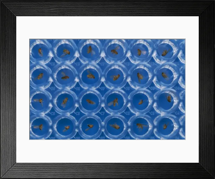 Framed Print : Fruit Fly (Wildtype) Framed Print : Fruit Fly (Wildtype)