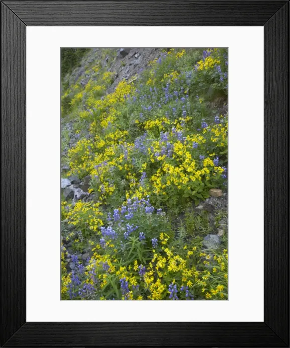 Framed Print : Broadleaf Lupine & Yellow Flowers Mount Rainier NP Washington State, USA PL000428 Framed Print : Broadleaf Lupine & Yellow Flowers Mount Rainier NP Washington State, USA PL000428