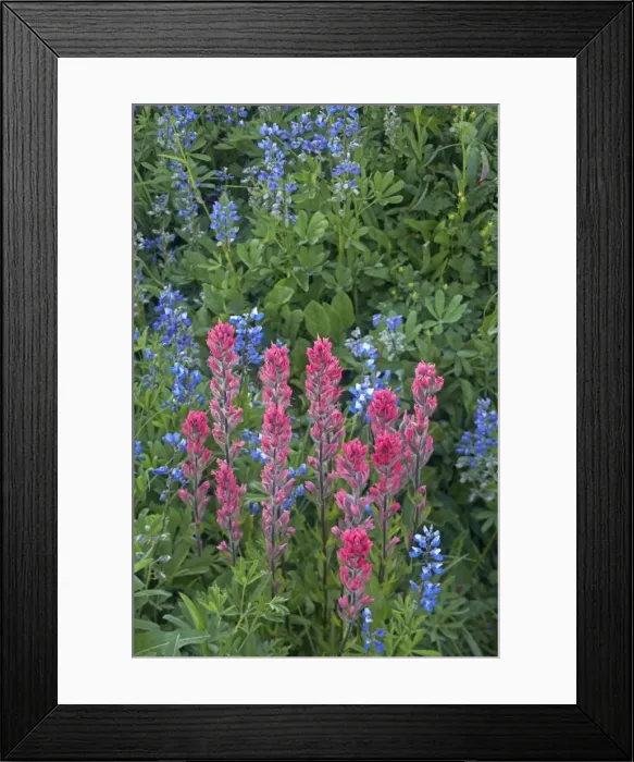 Framed Print : Magenta Paintbrush with Broadleaf Lupine (Lupinus latifolius) Paradise Mount Rainier National Park Washington State, USA PL000467 Framed Print : Magenta Paintbrush with Broadleaf Lupine (Lupinus latifolius) Paradise Mount Rainier National Park Washington State, USA PL000467