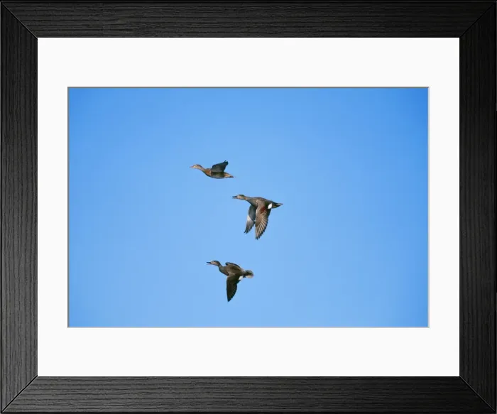 Framed Print : Gadwall Duck COS 141 Pair chasing off single Drake duck Anas strepera © Bill Coster / ARDEA LONDON Framed Print : Gadwall Duck COS 141 Pair chasing off single Drake duck Anas strepera © Bill Coster / ARDEA LONDON