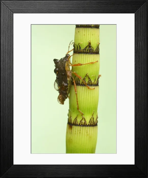 Framed Print : Shield Bug - On Horsetail after Rain Essex, UK IN000422 Framed Print : Shield Bug - On Horsetail after Rain Essex, UK IN000422
