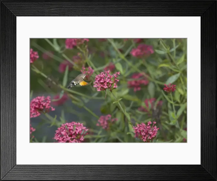 Framed Print : Hummingbird Hawk Moth - Feeding on Valerian Flower Macroglossum stellatarum Essex, UK IN000504 Framed Print : Hummingbird Hawk Moth - Feeding on Valerian Flower Macroglossum stellatarum Essex, UK IN000504