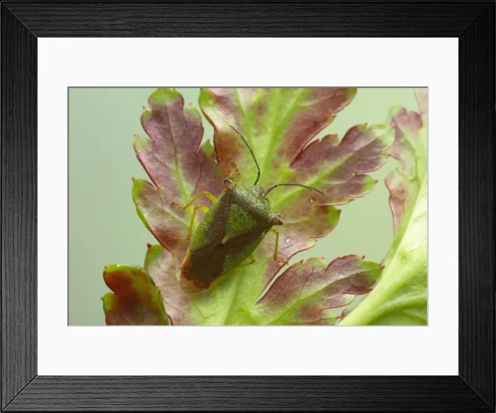 Framed Print : Green Shieldbug Palomena prasina Essex, UK IN000462 Framed Print : Green Shieldbug Palomena prasina Essex, UK IN000462