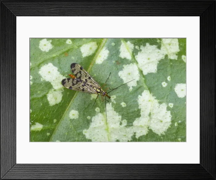 Framed Print : Scorpion Fly Panorpa germanica Essex, UK IN000456 Framed Print : Scorpion Fly Panorpa germanica Essex, UK IN000456