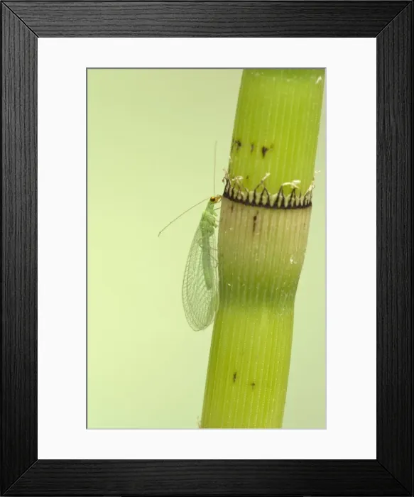 Framed Print : Lacewing - On Horsetail Stem Chrysoperla carnea Essex, UK IN000420 Framed Print : Lacewing - On Horsetail Stem Chrysoperla carnea Essex, UK IN000420