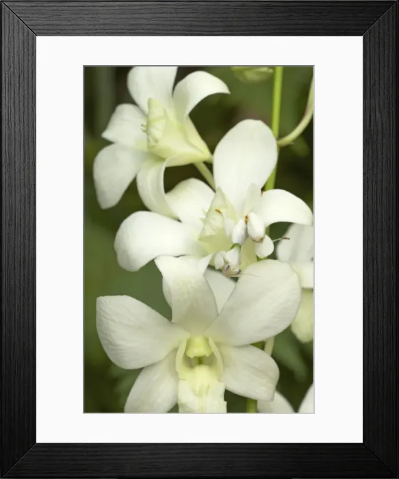 Framed Print : Orchid Mantis - On orchid showing camouflage Hymenopus coronatus IN000621 Framed Print : Orchid Mantis - On orchid showing camouflage Hymenopus coronatus IN000621