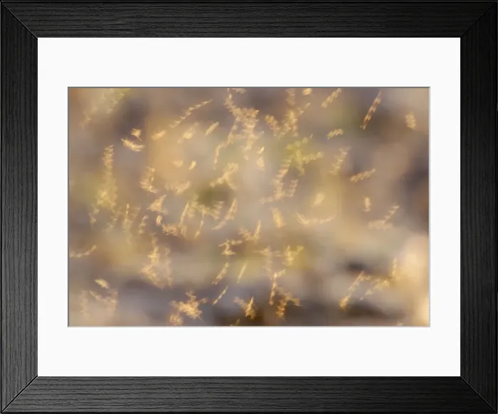 Framed Print : Mayflies - Dancing - Ouse Washes - Norfolk, UK IN000750 Framed Print : Mayflies - Dancing - Ouse Washes - Norfolk, UK IN000750