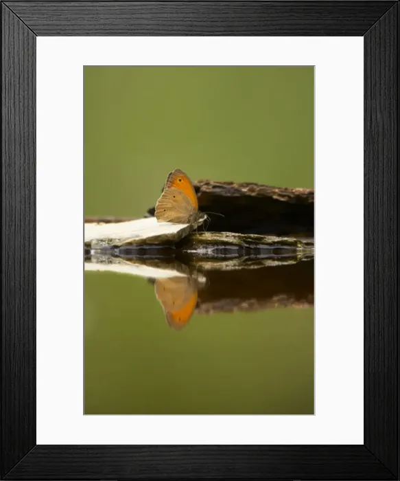 Framed Print : Meadow Brown Butterfly - Drinking at pool - Hungary IN000762 Framed Print : Meadow Brown Butterfly - Drinking at pool - Hungary IN000762