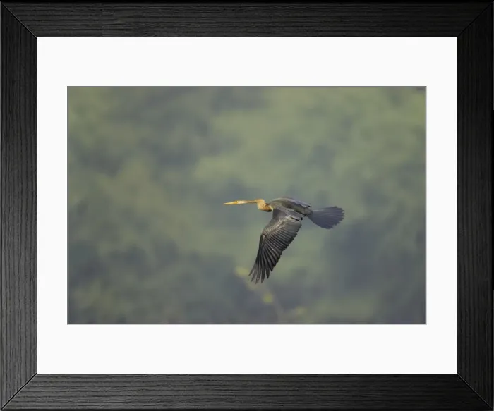 Framed Print : Indian Darter / Snakebird / Anhinga - In flight - Keoladeo Ghana National Park - Bharatpur - Rajasthan - India BI017467 Framed Print : Indian Darter / Snakebird / Anhinga - In flight - Keoladeo Ghana National Park - Bharatpur - Rajasthan - India BI017467
