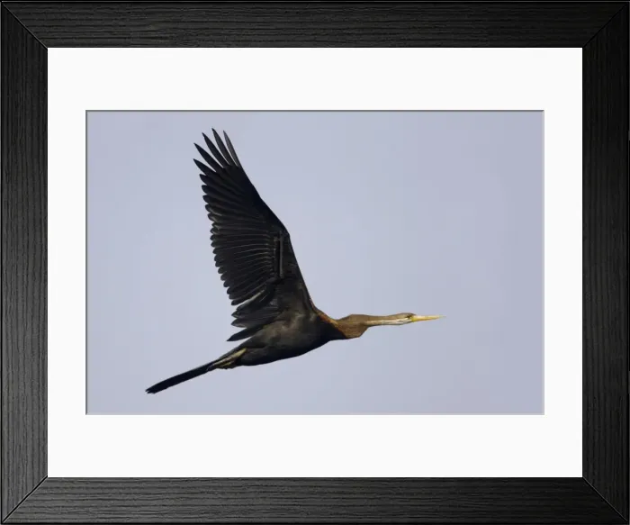 Framed Print : Indian Darter / Snakebird / Anhinga - In flight - Keoladeo Ghana National Park - Bharatpur, Rajasthan, India BI017478 Framed Print : Indian Darter / Snakebird / Anhinga - In flight - Keoladeo Ghana National Park - Bharatpur, Rajasthan, India BI017478