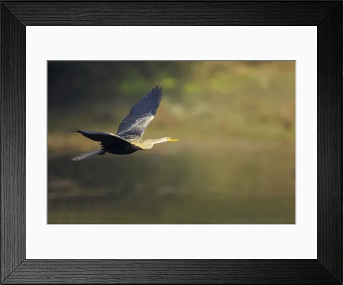 Framed Print : Indian Darter / Snakebird / Anhinga - In flight - Keoladeo Ghana National Park Bharatpur, Rajasthan, India BI017490 Framed Print : Indian Darter / Snakebird / Anhinga - In flight - Keoladeo Ghana National Park Bharatpur, Rajasthan, India BI017490