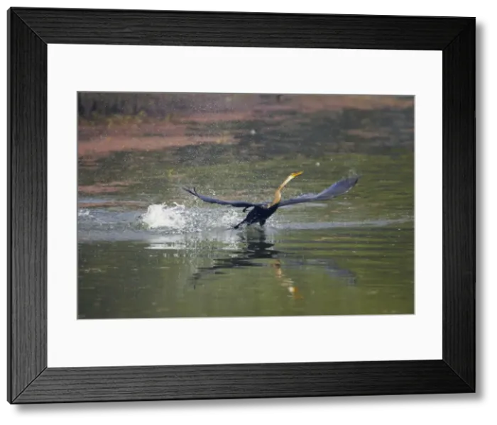 Framed Print : Indian Darter / Snakebird / Anhinga - Taking off from lake - Keoladeo Ghana National Park - Bharatpur - Rajasthan - India BI017499 Framed Print : Indian Darter / Snakebird / Anhinga - Taking off from lake - Keoladeo Ghana National Park - Bharatpur - Rajasthan - India BI017499